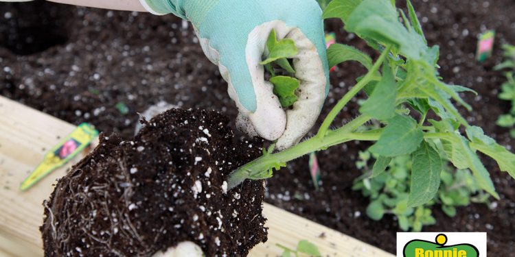 Bonnie Plants’ Commitment to Fighting Hunger Grows through $200,000 Donation