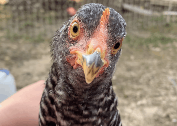 The Daily Homesteader Contact Page