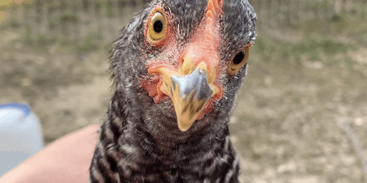 The Daily Homesteader Contact Page