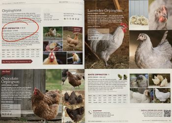 My Experience With Murray McMurray Hatchery