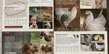 My Experience With Murray McMurray Hatchery