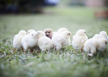 Where Should I Buy My Chickens?