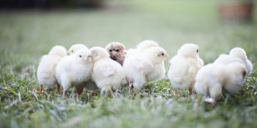 Where Should I Buy My Chickens?