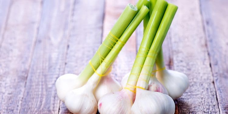 How To Choose the Best Garlic To Plant