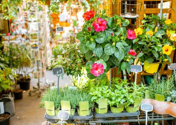 4 Reasons You Should Start Plants From Seeds