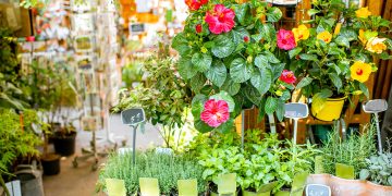 4 Reasons You Should Start Plants From Seeds