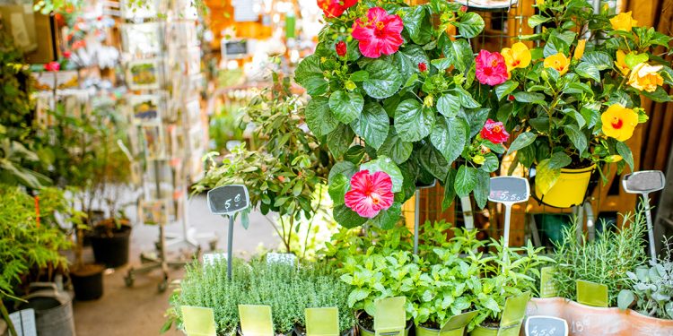 4 Reasons You Should Start Plants From Seeds