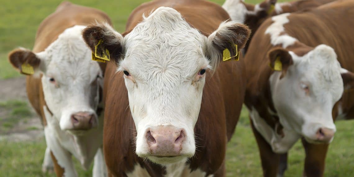 What Are The Costs Of Raising Your Own Meat?