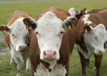 What Are The Costs Of Raising Your Own Meat?