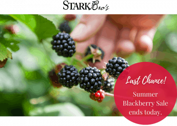 Stark Bro’s: Summer Blackberry Sale – Last Chance