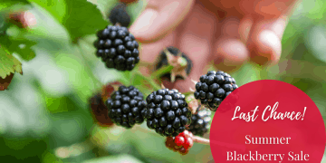 Stark Bro’s: Summer Blackberry Sale – Last Chance