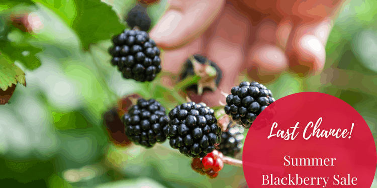 Stark Bro’s: Summer Blackberry Sale – Last Chance