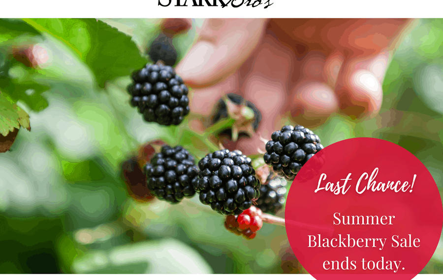 Stark Bro’s: Summer Blackberry Sale – Last Chance