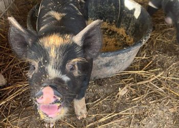 My Homestead Podcast Playlist For The Week?