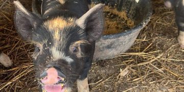 My Homestead Podcast Playlist For The Week?