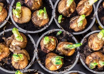 8 Fall Bulbs I Am Planting This Year