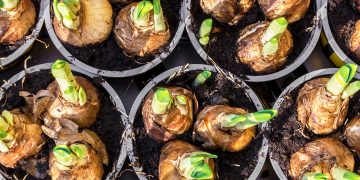 8 Fall Bulbs I Am Planting This Year