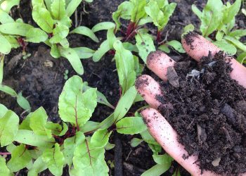 5 Vlogs That Explain No Dig Gardening