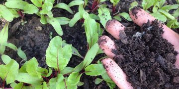 5 Vlogs That Explain No Dig Gardening