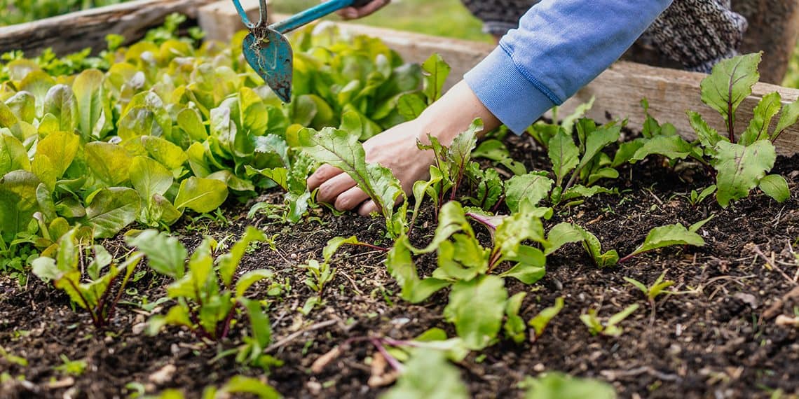 Homesteading On Under An Acre