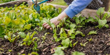 Homesteading On Under An Acre
