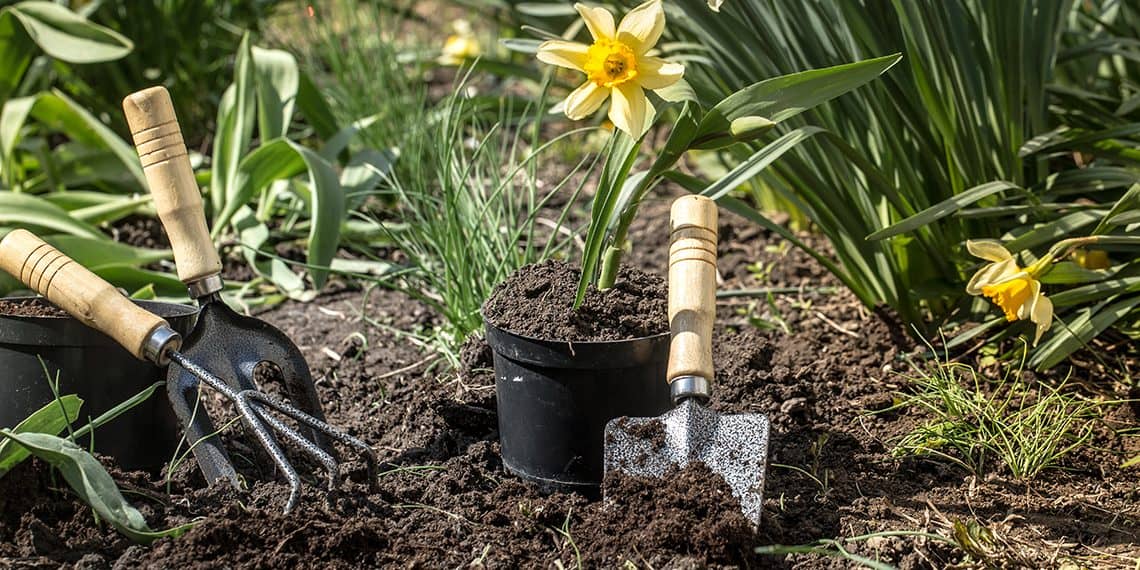 6 Easy Garden Flowers To Grow