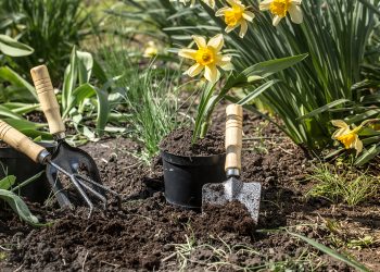 6 Easy Garden Flowers To Grow