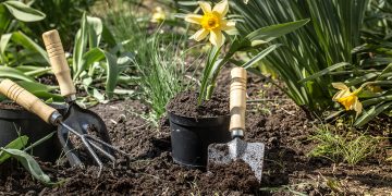 6 Easy Garden Flowers To Grow