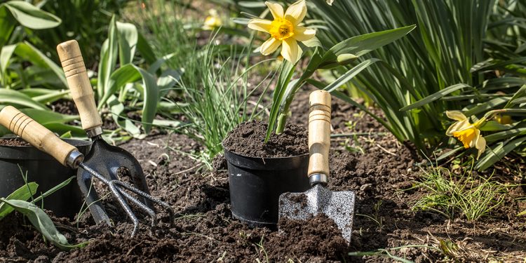 6 Easy Garden Flowers To Grow