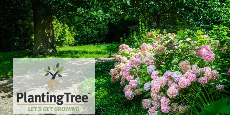 PlantingTree.com Hosts Photo Contest