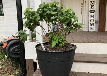 6 Reasons To Buy Plants Online