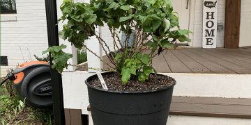 6 Reasons To Buy Plants Online