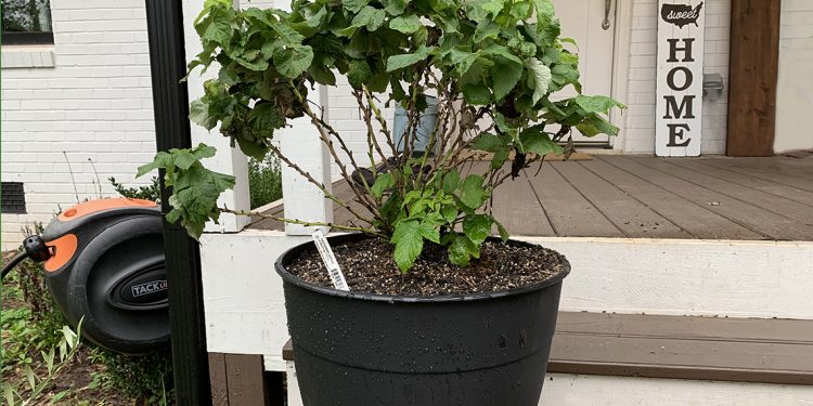 6 Reasons To Buy Plants Online