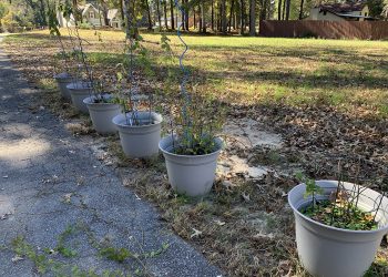 The Thorny Raspberries Have To Go!