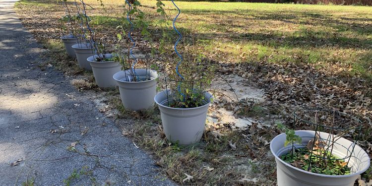 The Thorny Raspberries Have To Go!