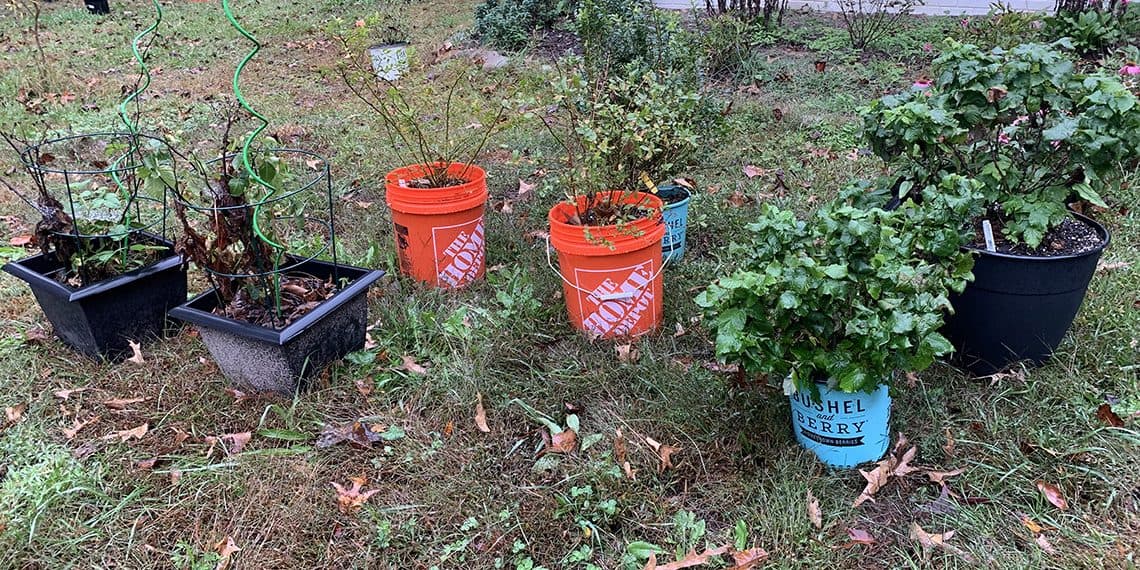 Bushel And Berry Garden Home