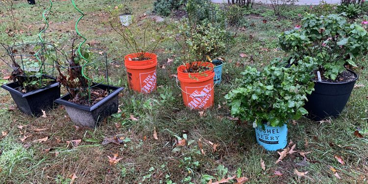 Bushel And Berry Garden Home