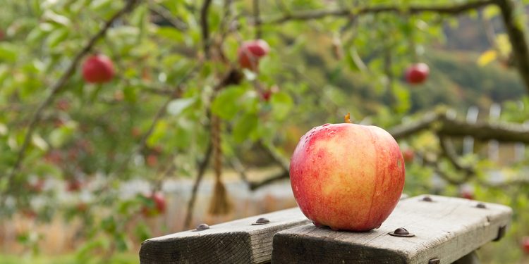 Make Your Own Apple Cider