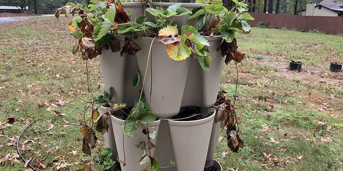 Strawberry GreenStalk & Beds Gets A Makeover