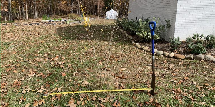 Pomegranate Tree Gets A Clean Up + New Bulbs Added