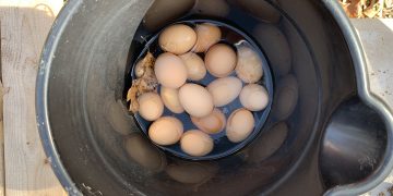 Don’t forget the eggs!