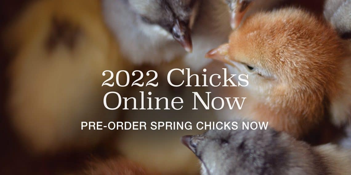 Murray McMurray Opens 2022 Chick Pre-Orders