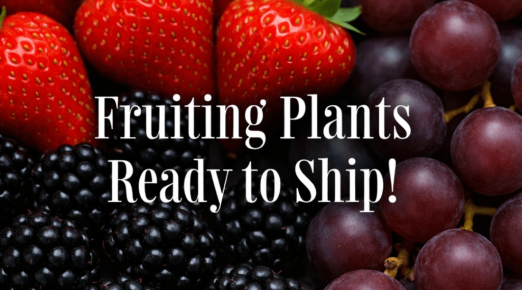 GreenwoodNursery.com Unveils Premium Fruit Collection: Rare Strawberry Varieties, Robust Berries, and Muscadine Vines Ready to Plant Now