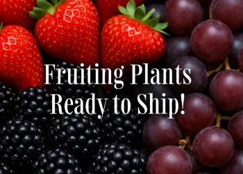 GreenwoodNursery.com Unveils Premium Fruit Collection: Rare Strawberry Varieties, Robust Berries, and Muscadine Vines Ready to Plant Now