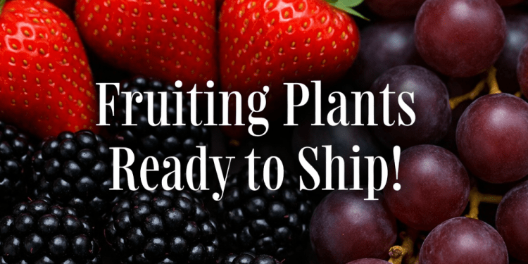 GreenwoodNursery.com Unveils Premium Fruit Collection: Rare Strawberry Varieties, Robust Berries, and Muscadine Vines Ready to Plant Now