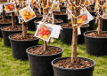 Buying Fruit Trees