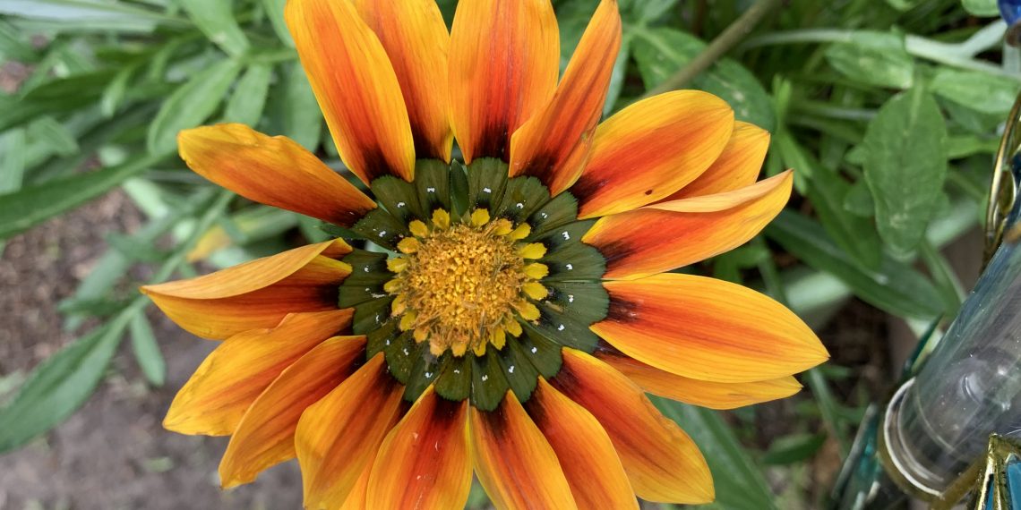 NativePlants.us Launches as a Premier Online Native Plant Nursery for Spring 2026 Season