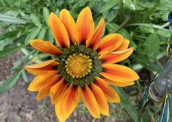 NativePlants.us Launches as a Premier Online Native Plant Nursery for Spring 2026 Season