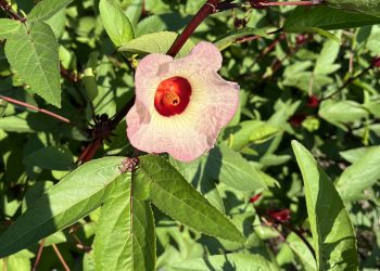 Oh My Roselle: Growing and Using This Beautiful Plant