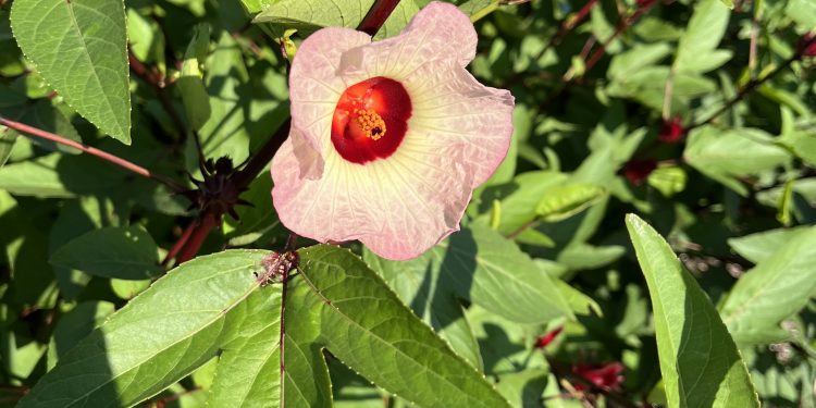 Oh My Roselle: Growing and Using This Beautiful Plant